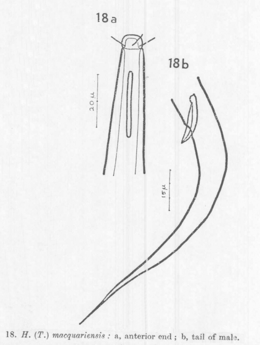 Halalaimus macquariensis Mawson, 1958