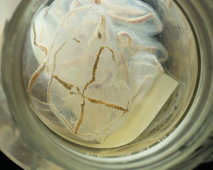 Staurostoma mertensii hydromedusae Staurostoma mertensii hydromedusae