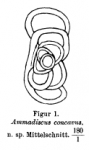 Ammodiscus concavus Spandel, 1901
