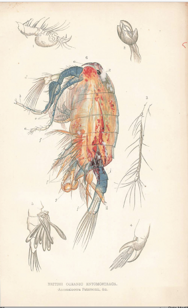 Anomalocera patersonii Anomalocera patersonii