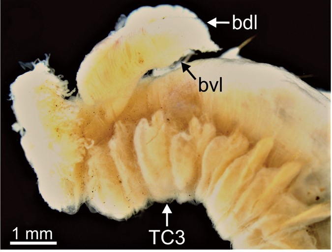 Terebellides bakenni Parapar, Capa, Nygren & Moreira, 2020; original figure: fig. 3A