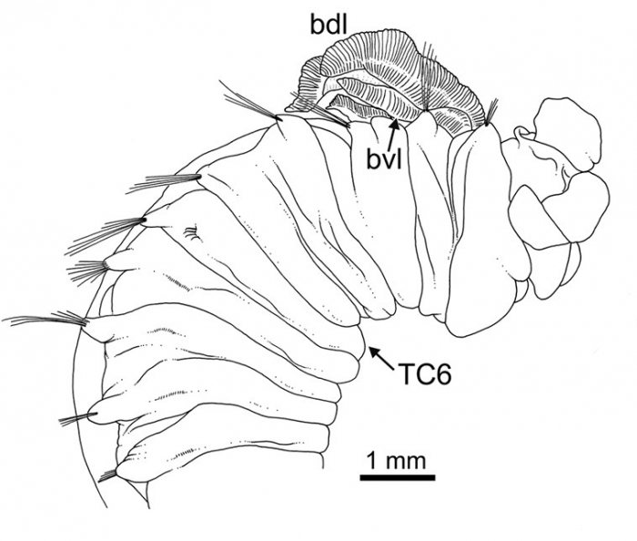 Terebellides bakenni Parapar, Capa, Nygren & Moreira, 2020; original figure: fig. 4A