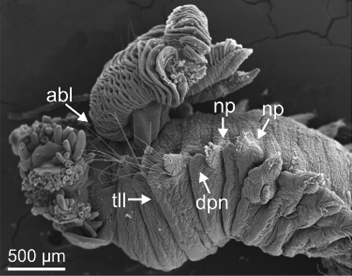 Terebellides bakenni Parapar, Capa, Nygren & Moreira, 2020; original figure: fig. 5A