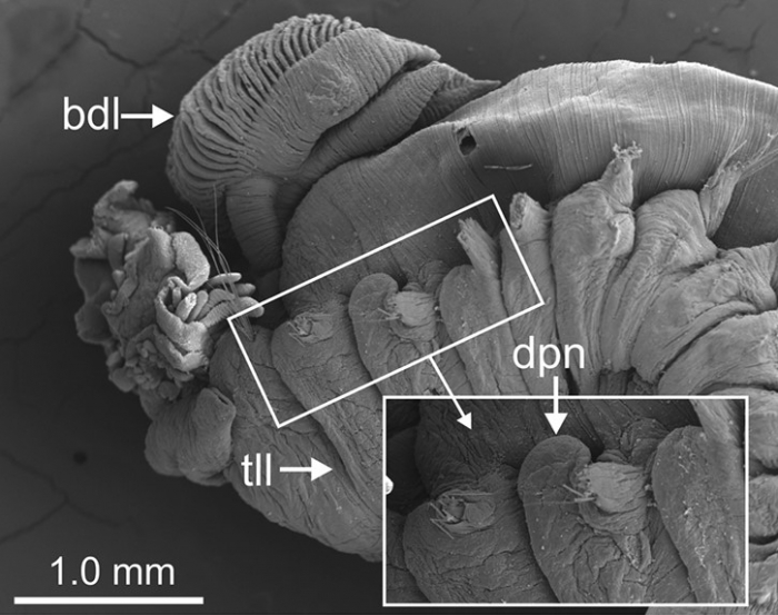 Terebellides kongsrudi Parapar, Capa, Nygren & Moreira, 2020; original figure: fig. 11A