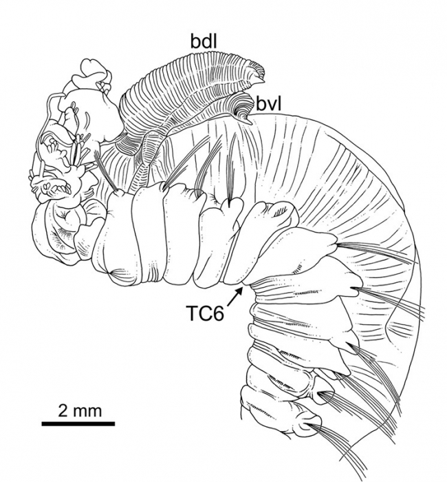 Terebellides kongsrudi Parapar, Capa, Nygren & Moreira, 2020; original figure: fig. 4C