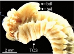 Terebellides kongsrudi Parapar, Capa, Nygren & Moreira, 2020; original figure: fig. 3C