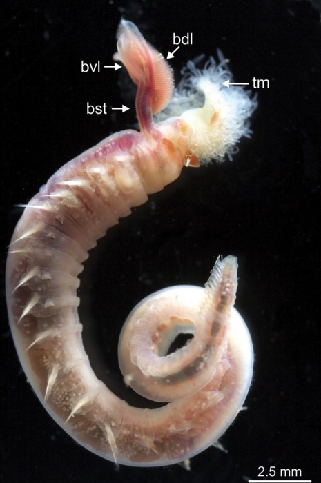 Terebellides ronningae Parapar, Capa, Nygren & Moreira, 2020; original figure: fig. 14B