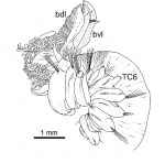 Terebellides ronningae Parapar, Capa, Nygren & Moreira, 2020; original figure: fig. 19B