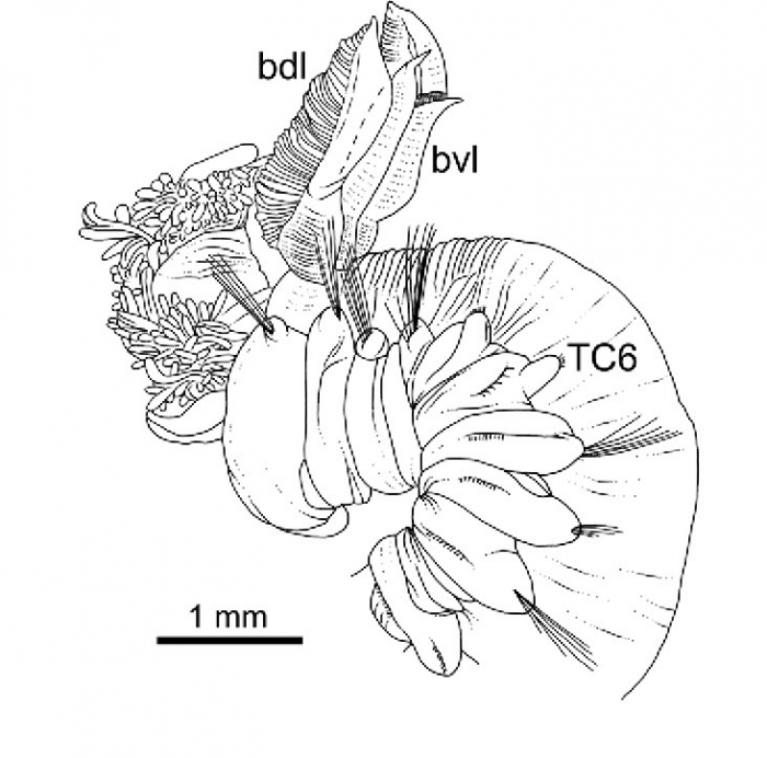 Terebellides ronningae Parapar, Capa, Nygren & Moreira, 2020; original figure: fig. 19B