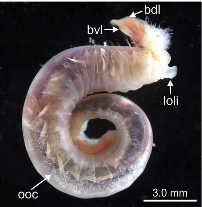 Terebellides norvegica Parapar, Capa, Nygren & Moreira, 2020; original figure: fig. 14C