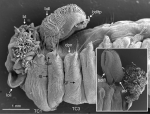 Terebellides norvegica Parapar, Capa, Nygren & Moreira, 2020; original figure: fig. 22A-B