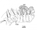 Terebellides norvegica Parapar, Capa, Nygren & Moreira, 2020; original figure: fig. 19C