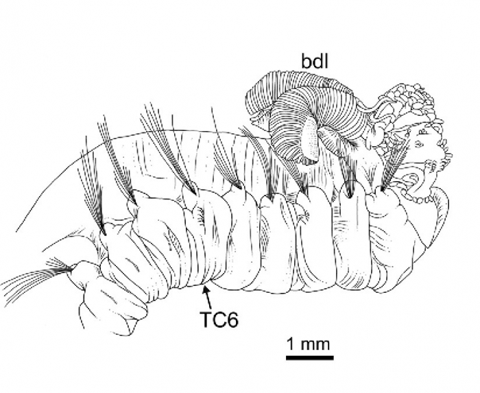 Terebellides norvegica Parapar, Capa, Nygren & Moreira, 2020; original figure: fig. 19C