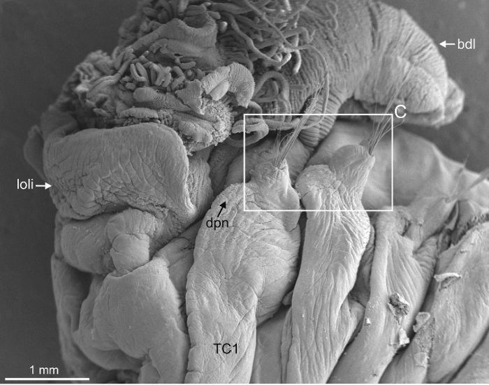 Terebellides scotica Parapar, Capa, Nygren & Moreira, 2020; original figure: fig. 24A