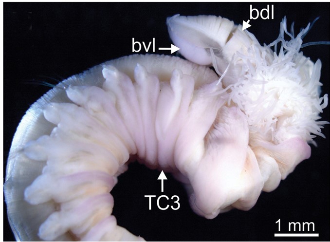 Terebellides scotica Parapar, Capa, Nygren & Moreira, 2020; original figure: fig. 3H