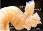 Terebellides ronningae Parapar, Capa, Nygren & Moreira, 2020; original figure: fig. 3F