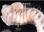 Terebellides norvegica Parapar, Capa, Nygren & Moreira, 2020; original figure: fig. 3G