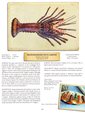 White-whiskered Rock Lobster, author: Don Tuma