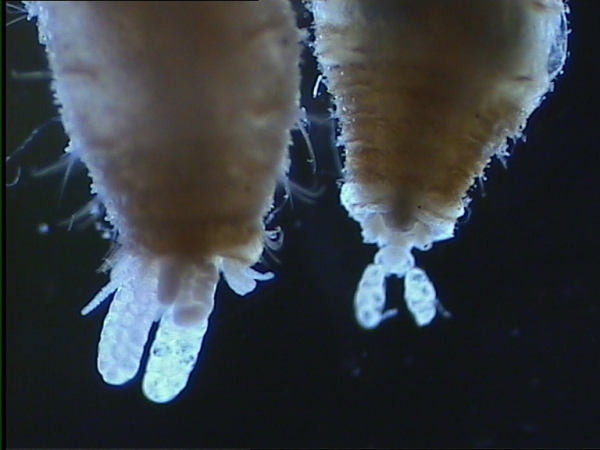 Bradophila minuta: ectosomas of ovigerous adult females embedded in host Bradophila minuta: ectosomas of ovigerous adult females embedded in host