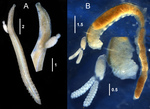 Ophelicola kurambia females on hosts