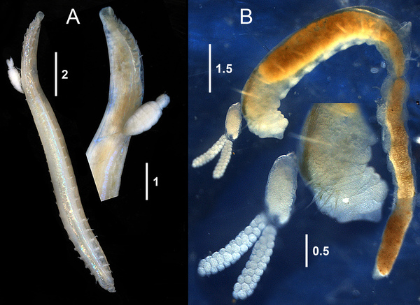 Ophelicola kurambia females on hosts Ophelicola kurambia females on hosts