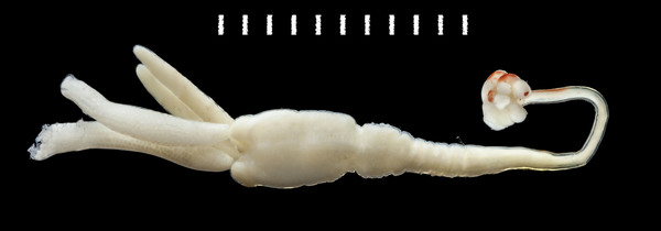 Trypaphylus musteli adult female Trypaphylus musteli adult female