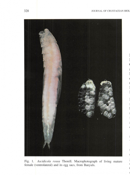 Ascidicola rosea Ascidicola rosea