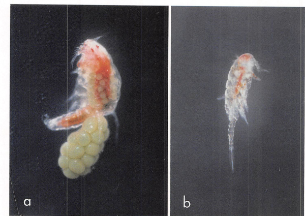 Botryllophilus banyulensis Botryllophilus banyulensis