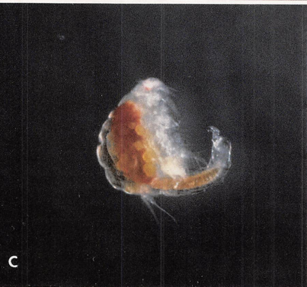 Botryllophilus neapolitanus Botryllophilus neapolitanus