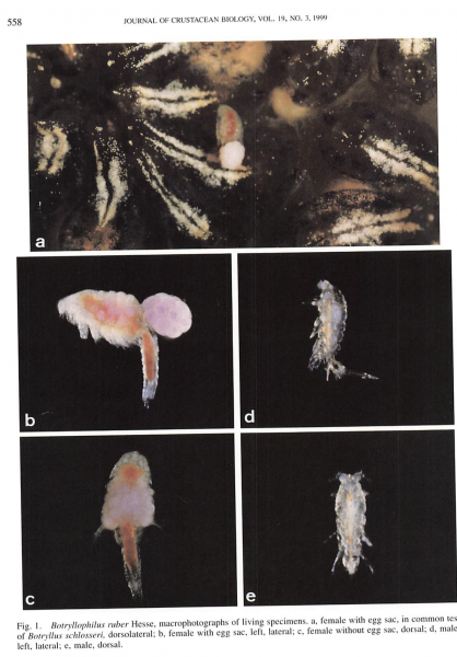 Botryllophilus ruber Botryllophilus ruber