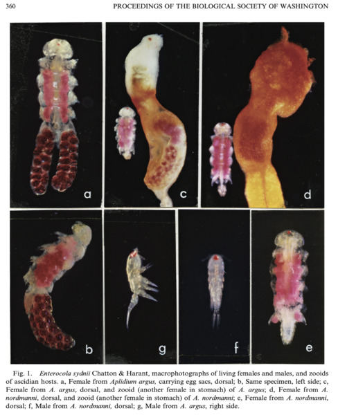 Enterocola sydnii Enterocola sydnii