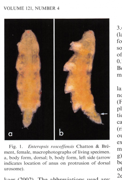 Enteropsis roscoffensis Enteropsis roscoffensis