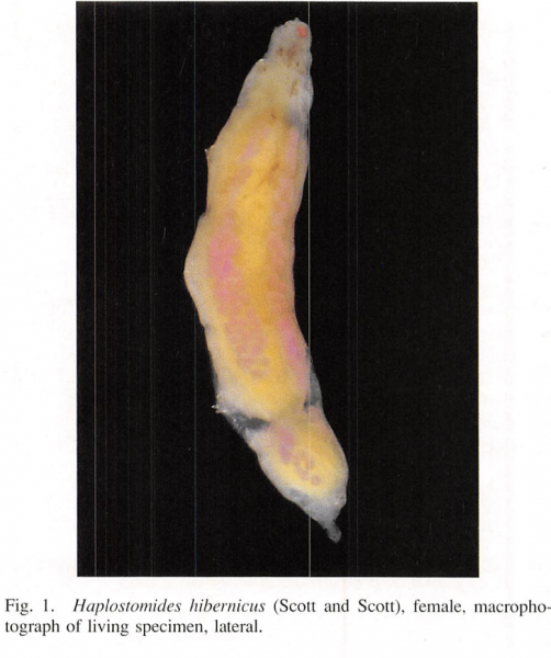 Haplostomides hibernicus Haplostomides hibernicus