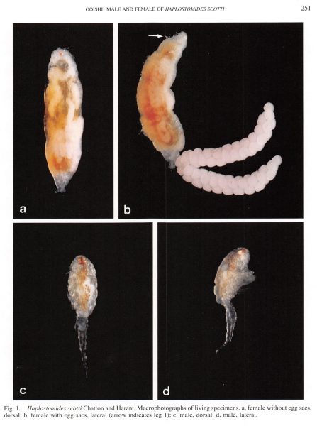 Haplostomides scotti Haplostomides scotti