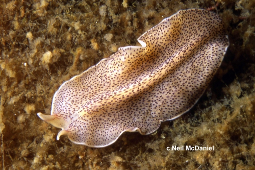 Eurylepta leoparda Eurylepta leoparda