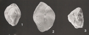 Lachlanella bicornis (Walker & Jacob, 1798) sensu Haynes, 1973 NOT Walker & Jacob, 1798, author: Le Coze, Franis