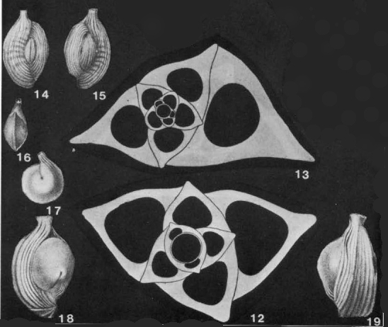 Adelosina bicornis (Walker & Jacob, 1798) Adelosina bicornis (Walker & Jacob, 1798)