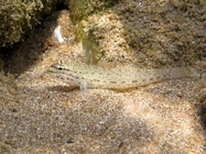 Gobius bucchichi