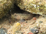 Gobius bucchichi