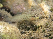 Gobius bucchichi