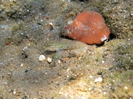 Gobius bucchichi