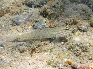 Gobius bucchichi