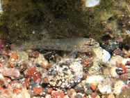 Gobius bucchichi