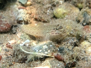 Gobius bucchichi