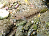 Gobius bucchichi