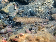 Gobius bucchichi