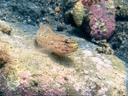 Gobius bucchichi