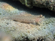 Gobius bucchichi