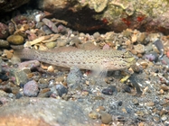 Gobius bucchichi