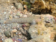 Gobius bucchichi